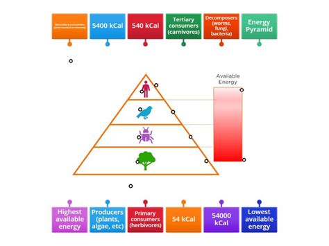 Energy Pyramid - Labelled diagram