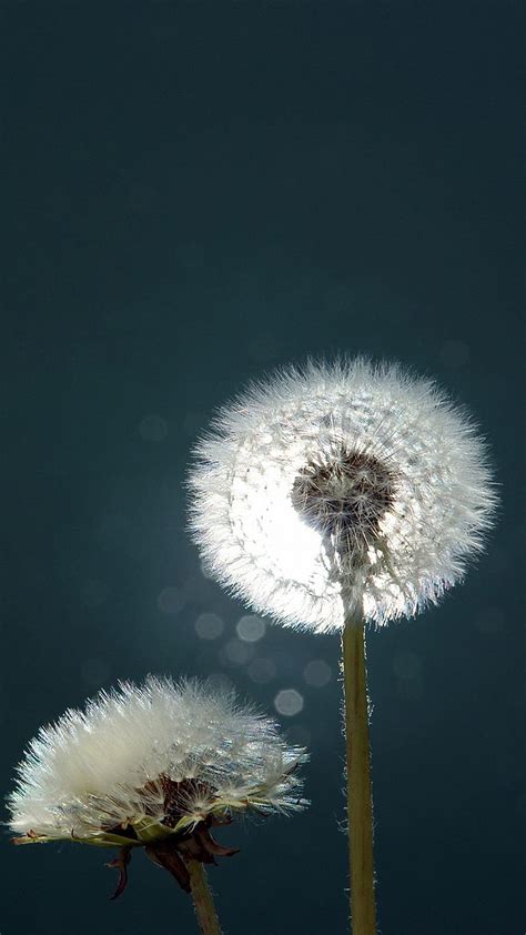 Dandelions Close Up For Samsung Samsung Galaxy Note Hd Phone