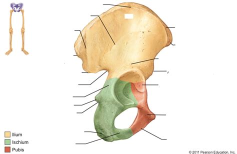 Pelvic Bone Anatomy Diagram