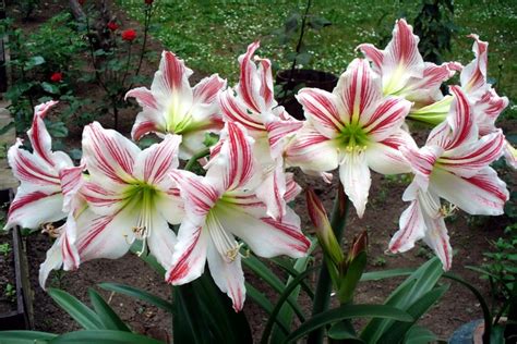 Amaryllis Closeup Hd Wallpaper