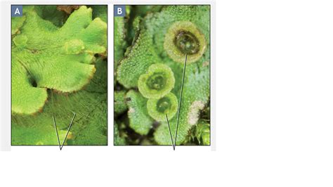 BIO2 Lab Midterm Exam Nonvascular Plants And Seedless Vascular Plants