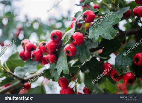 Crataegus Monogyna Tree Many Fruits Crataegus Stock Photo 2204617487