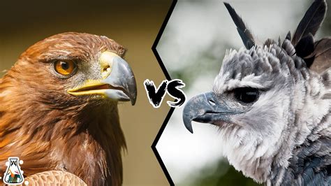 Golden Eagle Vs Harpy Eagle Who Is The King Of The Sky Youtube