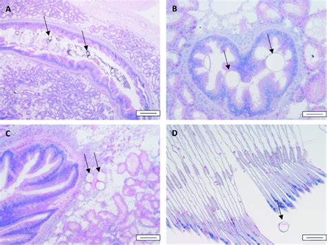 Micrographs Of Hande Stained Sections Of Digestive Gland And Gills Of Download Scientific Diagram