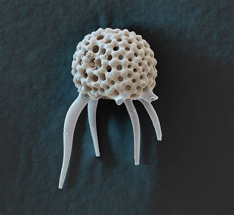 Radiolarian Sem Photograph By Oliver Meckes Eye Of Science Fine Art