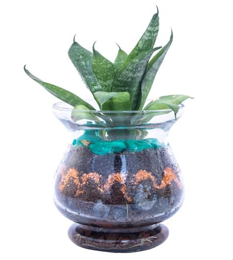 Green Glass Plant Terrariums Decorative Plant For Decoration At Rs 250 Piece In Thane