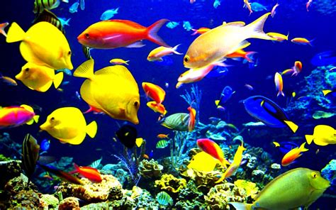 sea fish fish fishes underwater ocean sea sealife nature