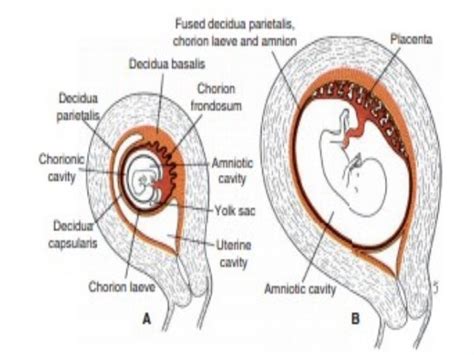 8placenta