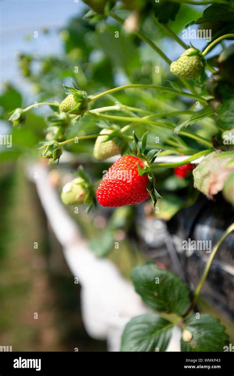 Strawberries Growing On Strawberry Farm Uk Stock Photo Alamy