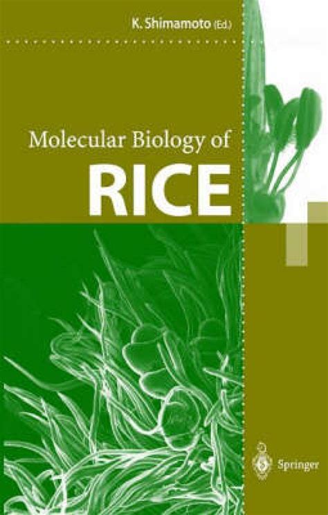 Molecular Biology Of Rice Nhbs Academic Professional Books