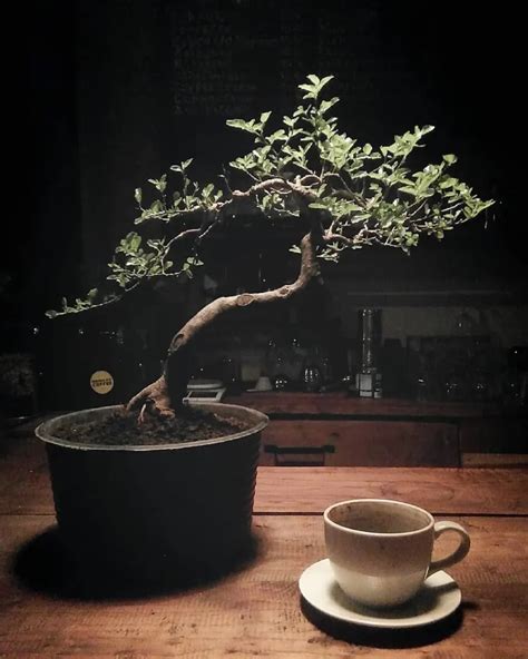 Chinese Hackberry Bonsai Celtis Sinensis Easy Care Techniques