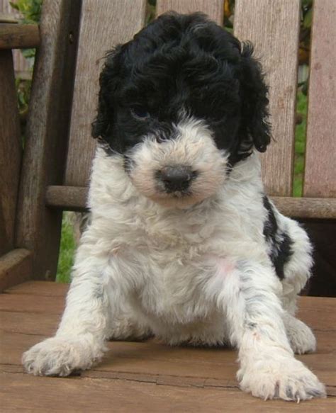 Pictures Of Parti Labradoodle Puppies