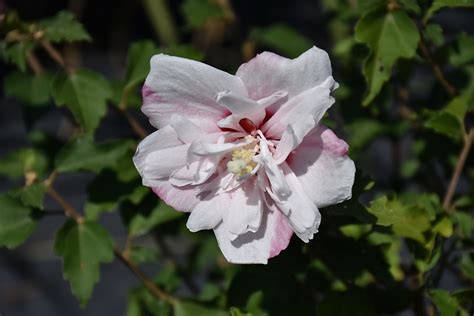 Strawberry Smoothie Rose Of Sharon Hibiscus Syriacus Ds02ss In