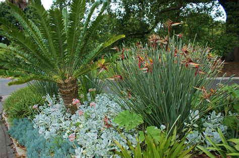 Photo #28005 | Strelitzia juncea | plant lust