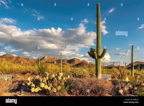 Saguaro cactus desert hi-res stock photography and images - Alamy