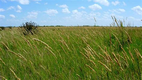 Biodiversidad En Pastizales Pampeanos Y En La C A B A Sobre La Tierra