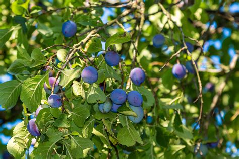 ŠLJIVE Zamrznuto voće Frozen fruits Hladnjača Pantelić