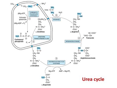 Protein Metabolism