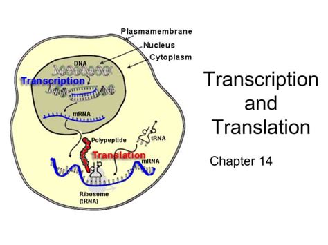 Apbioch14geneexpressionppt