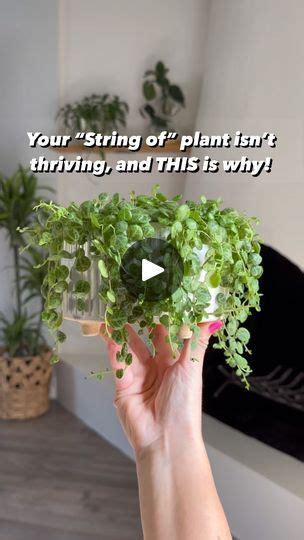 A Person Holding Up A Potted Plant With The Words Your String Of Plant