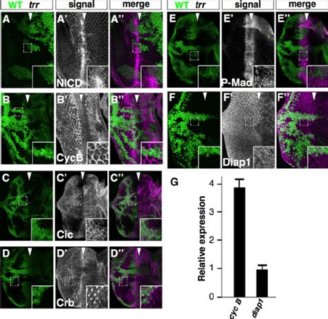 Trr Mutations Suppress The Dominant Wing Notching Phenotypes Of Notch