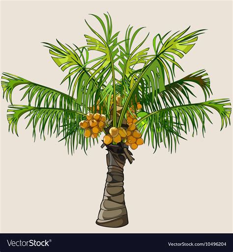 Cartoon Small Palm Tree With Coconuts Royalty Free Vector