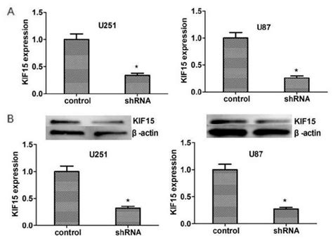 After KIF15 Deletion The Expression Level Of KIF15 In Human