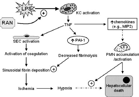 Working Hypothesis Of The Role Of Kupffer Cells In Liver Injury From