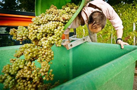 Städtisches Weingut Winnenden Im Himmelreich wird Mädleswein gelesen