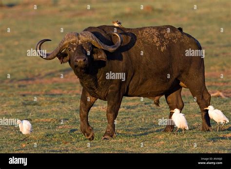 Africa Tanzania Cape Buffalo Syncerus Caffer With Cattle Egrets And