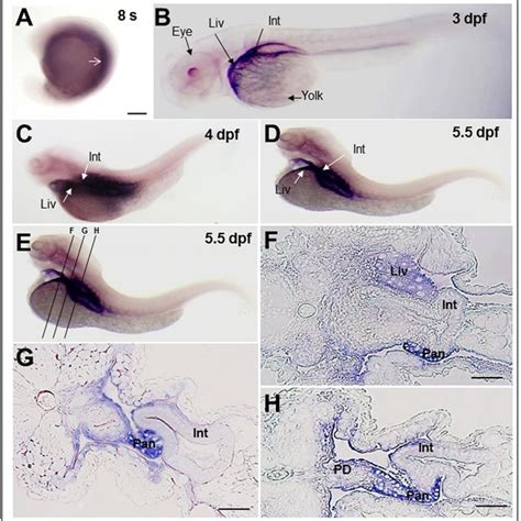 Rbpr Mrna Expression Patterns During Zebrafish Development Analyzed By