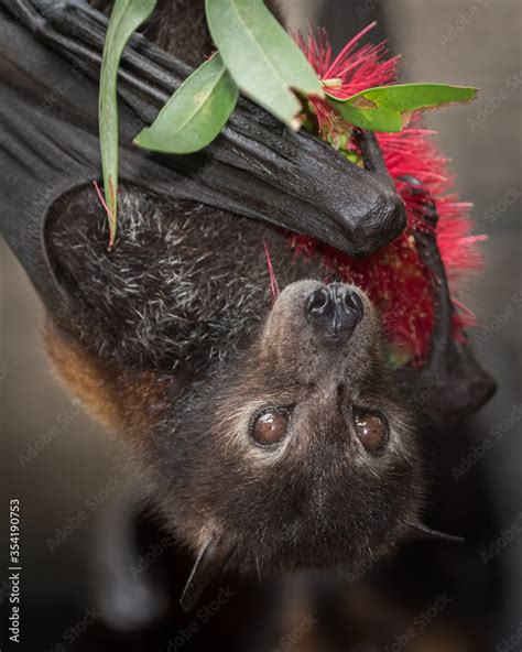 A Black Flying Fox Licking Pollen Off A Bottlebrush Flower At A Wildlife Rescue Facility In