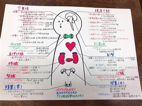 あかり On Instagram ･ ホルモン🙌 分泌場所と分泌されるホルモンと作用について🖖 この絵を学校のみんなに書いて～って言われて