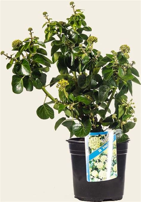 Bol Hedera Helix Arbori Compact