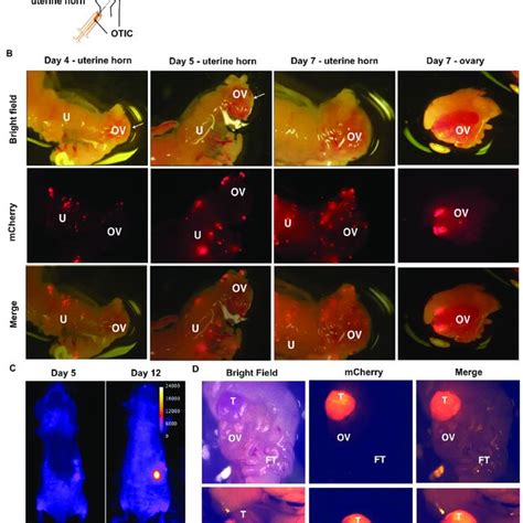 AF H E Staining Of Mouse Ovaries With Tumors Formed By OTICs