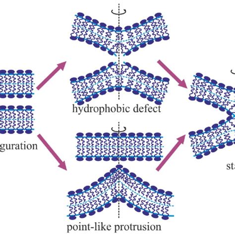 Stages Of Membrane Fusion In The Framework Of The Classical Model