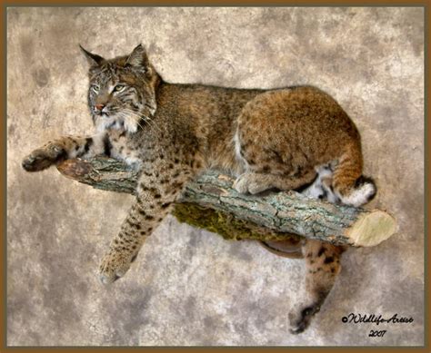 Bobcat Kentucky Hunting