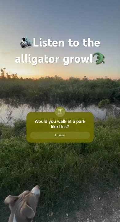 🥚unexpected Alligator Encounter 🐊 Wildlife Shorts Youtube