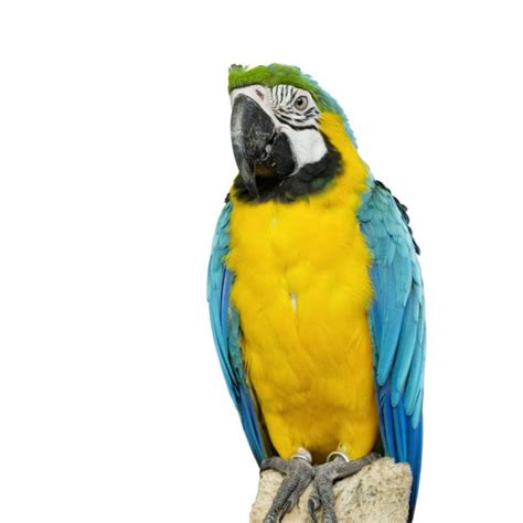 Parrot Bird Sitting On The Perch Stock Photo By Somkku