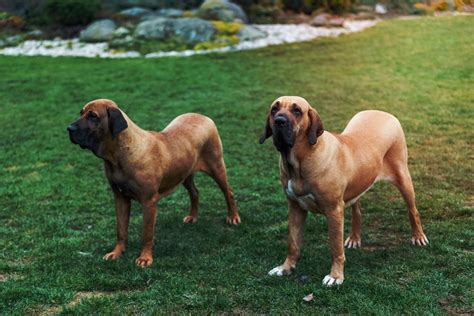 Cachorro Mais Bravo Do Mundo Ra As Essa Caracter Stica