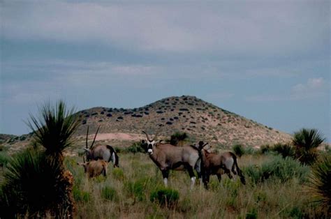 Free Picture South African Gemsbok Oryx Gazella African Mammal