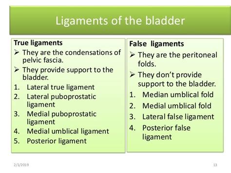 Urinary Bladder Anatomy