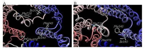 Comparison Of Proposed Drug Binding Site In Abcb1 Model A And The Download Scientific Diagram