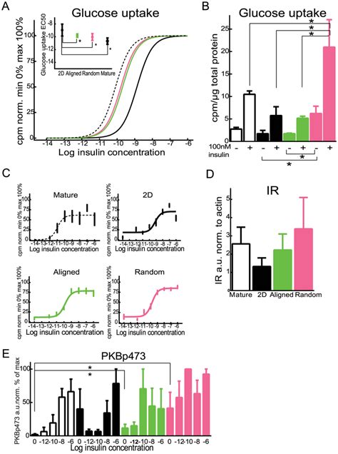 Glucose Uptake In Differentiated And Mature Adipocytes Insulin