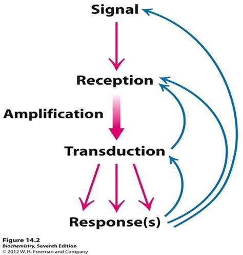 Chapter Signal Transduction Pathways Flashcards Quizlet