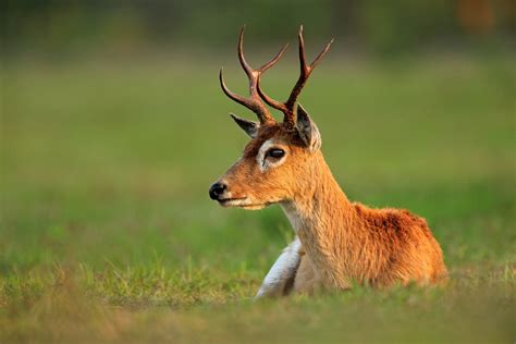 Pampas Deer Ozotoceros Bezoarticus By Murray Thomas Wild Deer