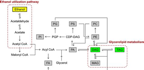 Biosynthesis of glycerolipids and phospholipids in A. niger (Kanehisa ...