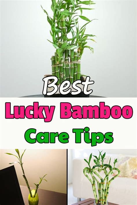 Everything About Growing Lucky Bamboo And Its Care Tips Lucky Bamboo Plants Bamboo Plant Care