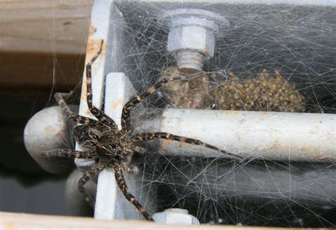 Fishing Spider with her Nursery Web and Spiderlings - What's That Bug?