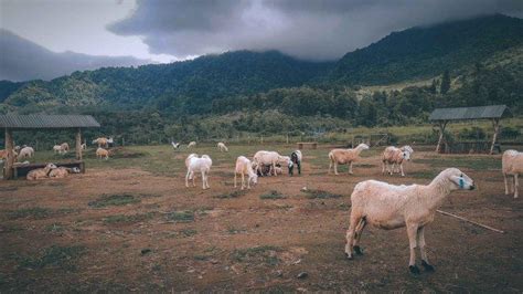 Penjelasan Apakah Boleh Kurban Kambing Untuk Satu Keluarga Menurut